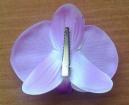 Orchidėjos į plaukus